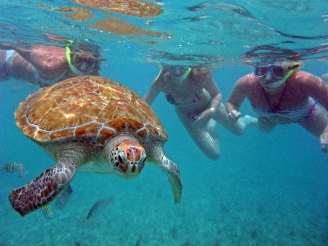 Snorkel con tortugas